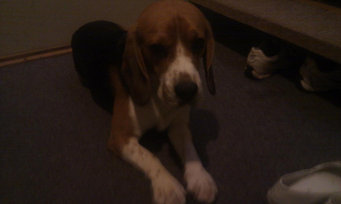 Beagle Hermann - Lad vær med at tage billeder af mig. billede 7