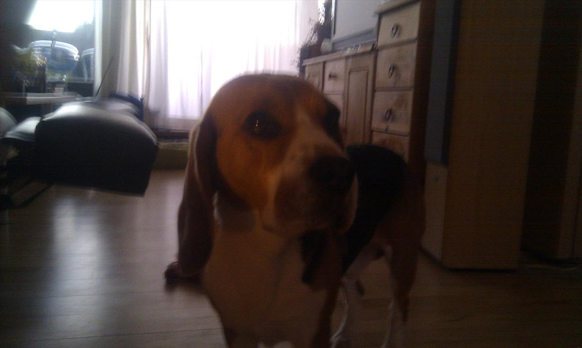 Beagle Hermann - Han er bare glad:) billede 8