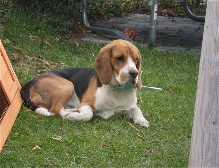 Beagle Hermann - Et billed fra før vi fik ham billede 9
