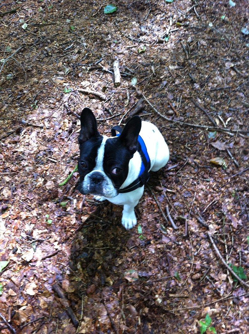 Fransk bulldog Albert billede 1