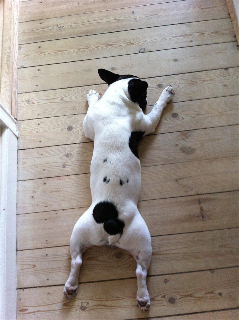 Fransk bulldog Albert billede 2