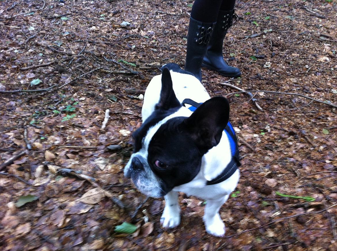 Fransk bulldog Albert billede 3