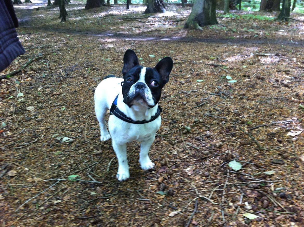 Fransk bulldog Albert billede 4