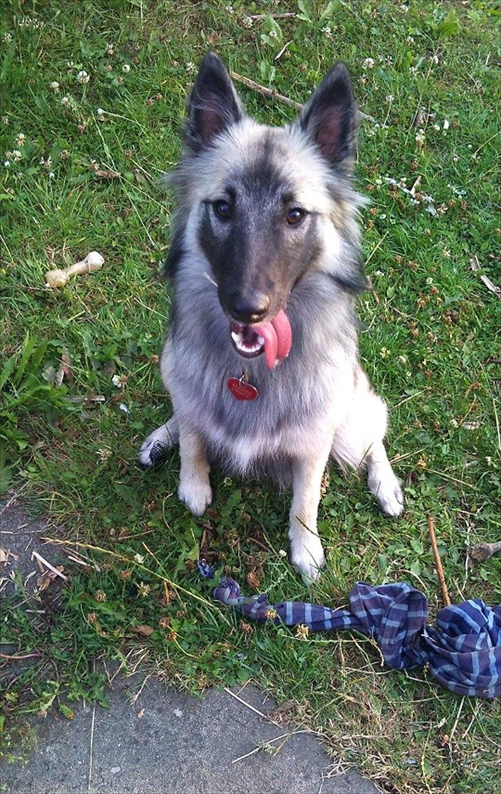 Tervueren Sascha - Ung, og fantastisk smuk ! billede 1