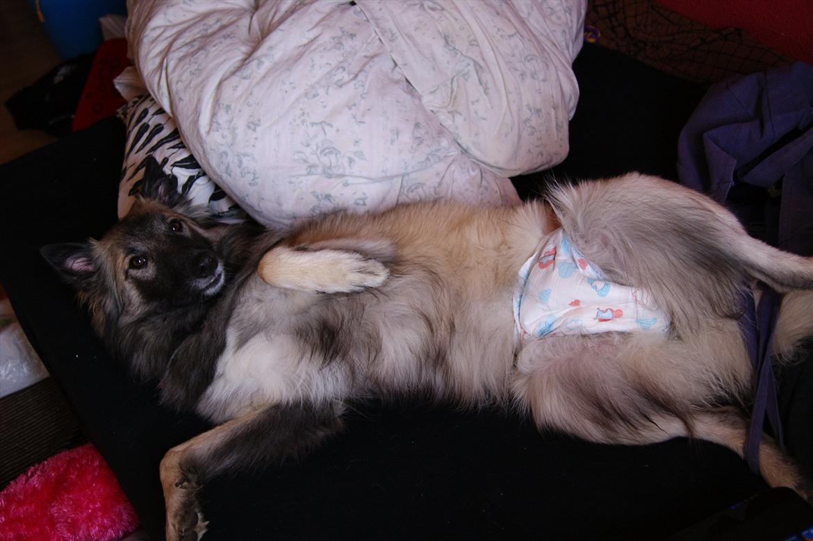 Tervueren Sascha - Sascha i løbetid. Hun elskede at have ble på. Eller, hun var hvert fald ikke den sidste, som ville have ble på, når man tog bleen frem! :D <3 billede 2