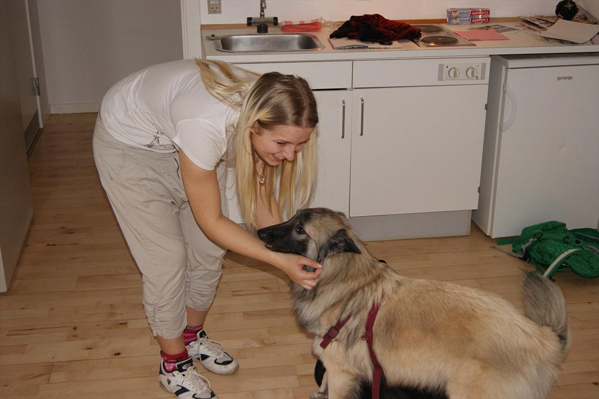 Tervueren Sascha - Lige flyttet ind det nye sted, og Sascha er ligeglad, bare hun er med mor <3. billede 3