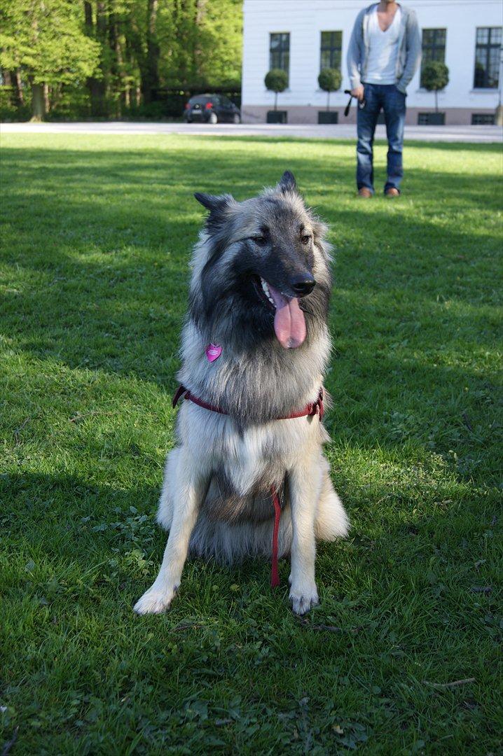 Tervueren Sascha - Smil til fotografen! - Lige efter at have løbet en masse :) billede 4