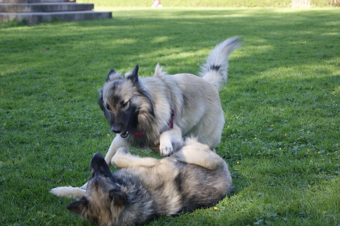 Tervueren Sascha - CHARGE!  billede 5