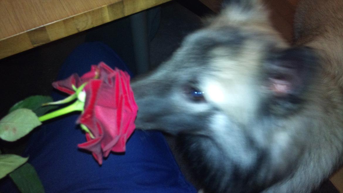 Tervueren Sascha - Sascha ELSKER at snuse til blomster billede 7