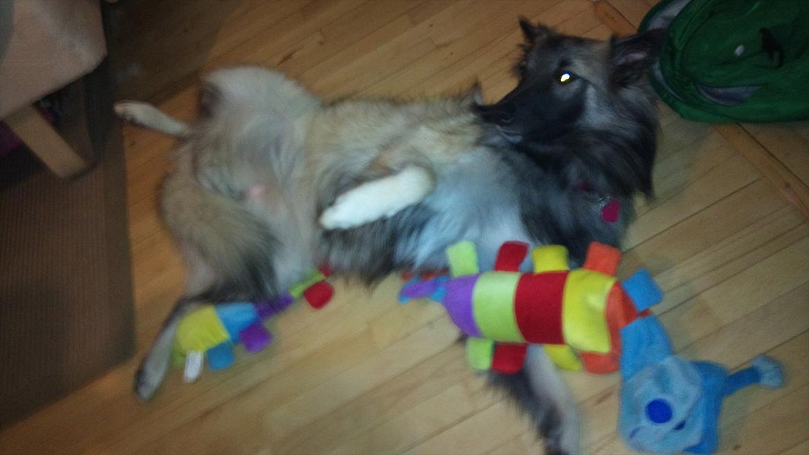 Tervueren Sascha - Hendes legeorm !  billede 8