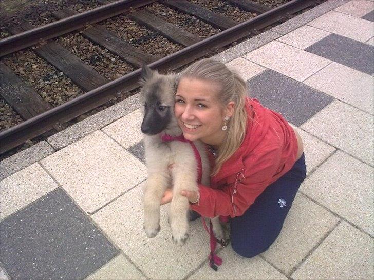 Tervueren Sascha - Den dag jeg fik hende :) billede 9