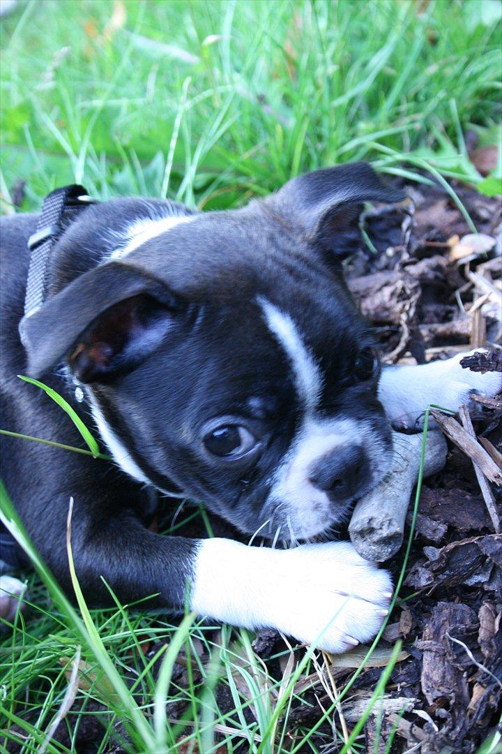 Boston terrier Mille - Mille 8 uger  billede 13