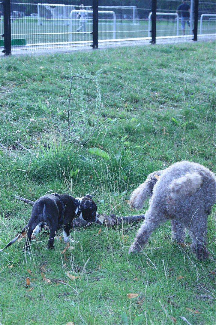 Boston terrier Mille - Det er altså bare så spændende alt det Molly laver, og hun er bare så modig og sej! billede 2