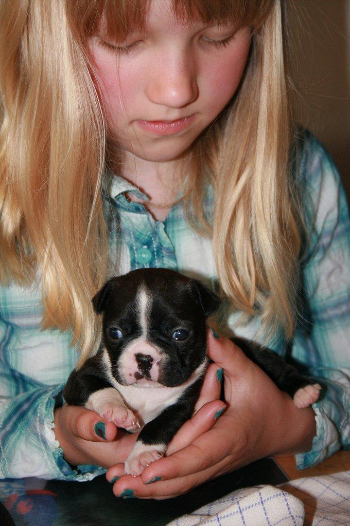 Boston terrier Mille - Her er hun 3 uger det lille pus billede 5