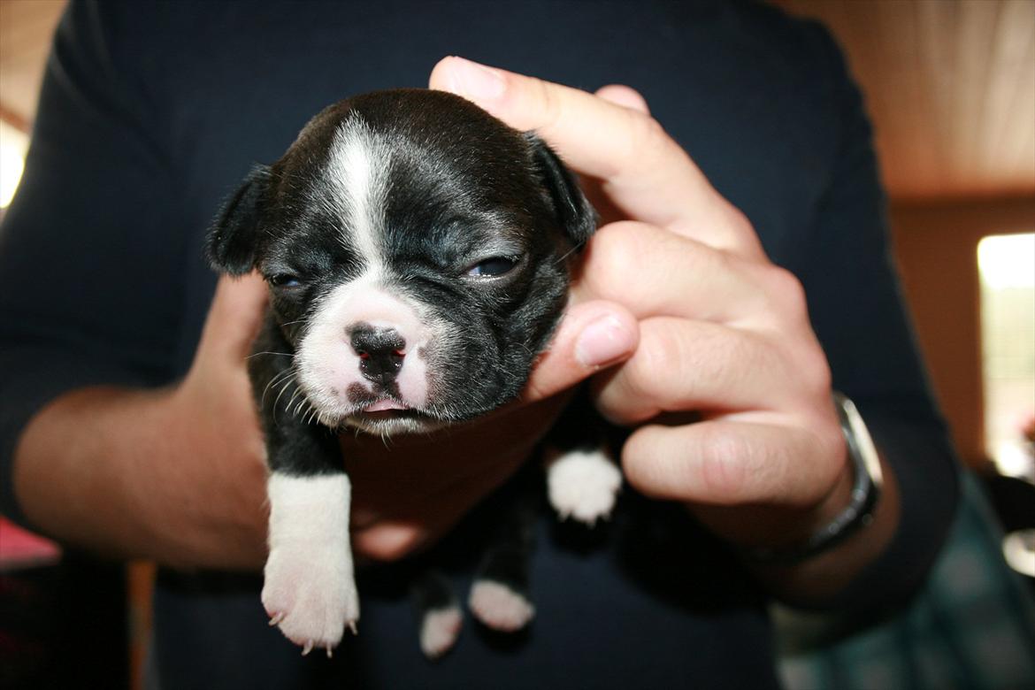 Boston terrier Mille - Hihi 3 uger igen :-) Hun var vist ikke helt vågen ;-) Mille viser lige sin mindre heldige side, hehe billede 6