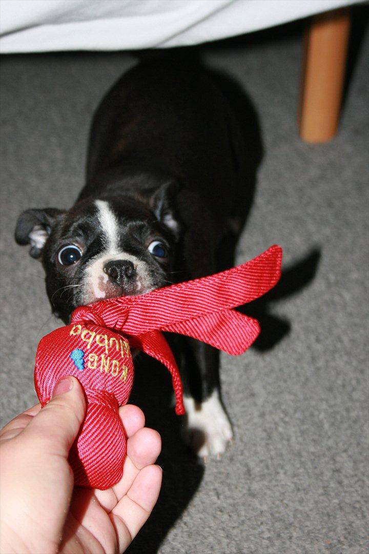 Boston terrier Mille - Mig tør du nok ikke møde en mørk nat HVA??  billede 7