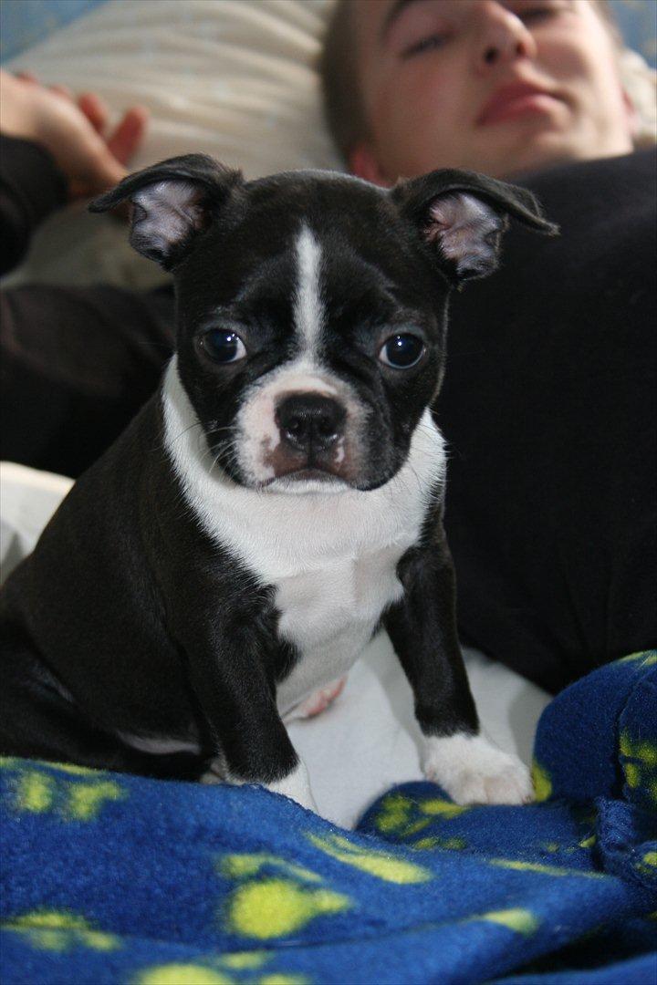 Boston terrier Mille - Lige kommet hjem til os. Sidder med farmand  billede 9