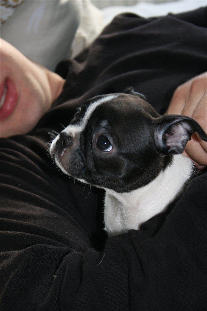 Boston terrier Mille - Er du min nye farmand? Lige kommet hjem til os  billede 10