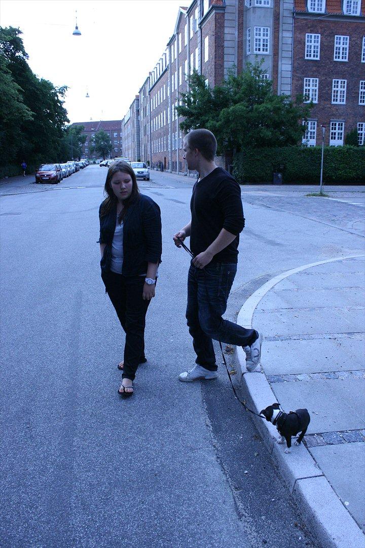 Boston terrier Mille - Nåårh okeey hvis du gør sådan farmand så tror jeg også at jeg tør... lige om lidt!  billede 12