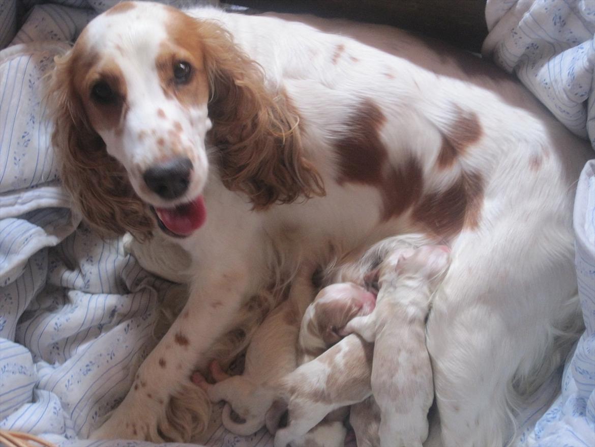 Cocker spaniel mathilde ( THILDE) - thilde fik den 10 juli 7 små hvalpe 2 tæver og 5 hanhunde :)  billede 1