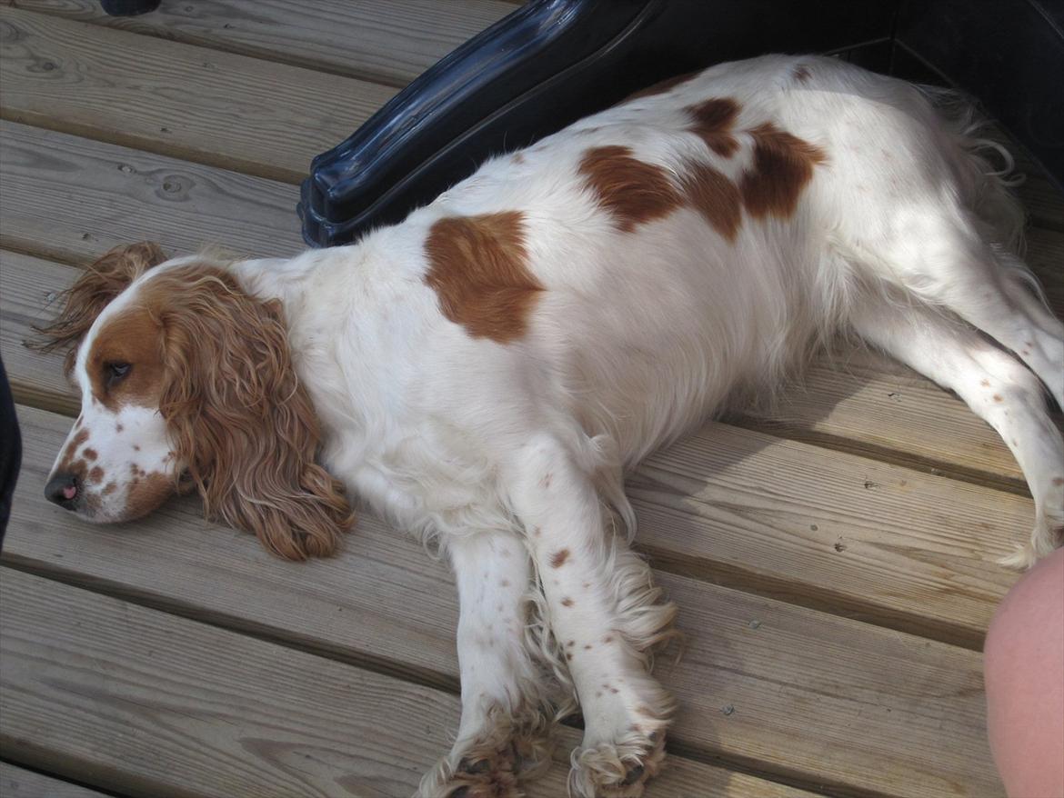 Cocker spaniel mathilde ( THILDE) - der er thilde gravid :) billede 2