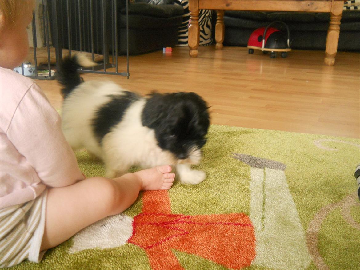 Bichon havanais calleø Pretty Bear`s Raymond (Hannibal) billede 7