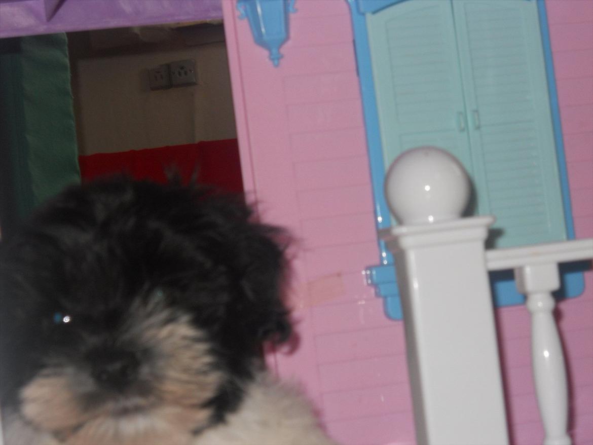 Bichon havanais calleø Pretty Bear`s Raymond (Hannibal) billede 8