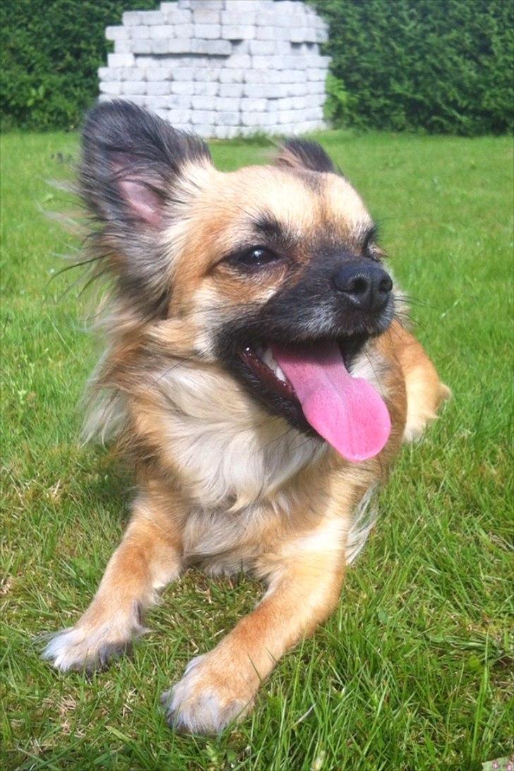 Chihuahua Chanel - 2012. billede 6