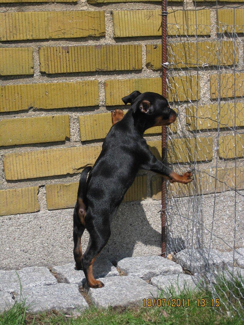 Dvaergpinscher Rødkildes Ferba billede 5