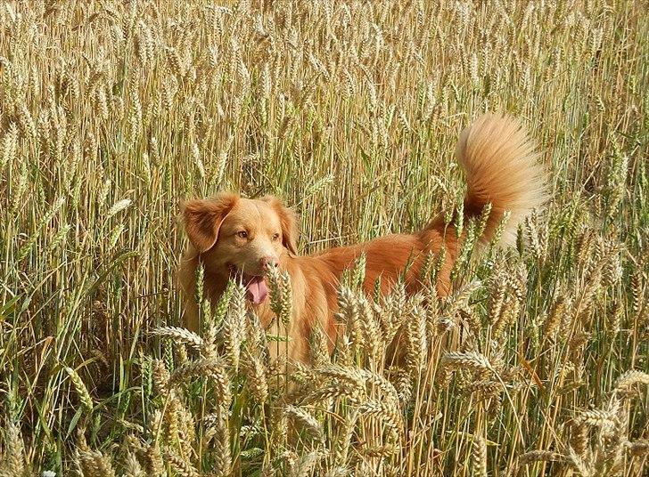 Nova scotia duck tolling retriever Shaggy Tollers Kenhu Danzing Zico R.I.P - Zico i marken :)<3 billede 1