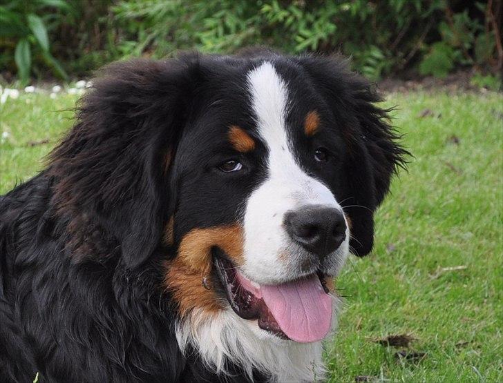 Berner sennenhund Sacko - Smukke dreng billede 12
