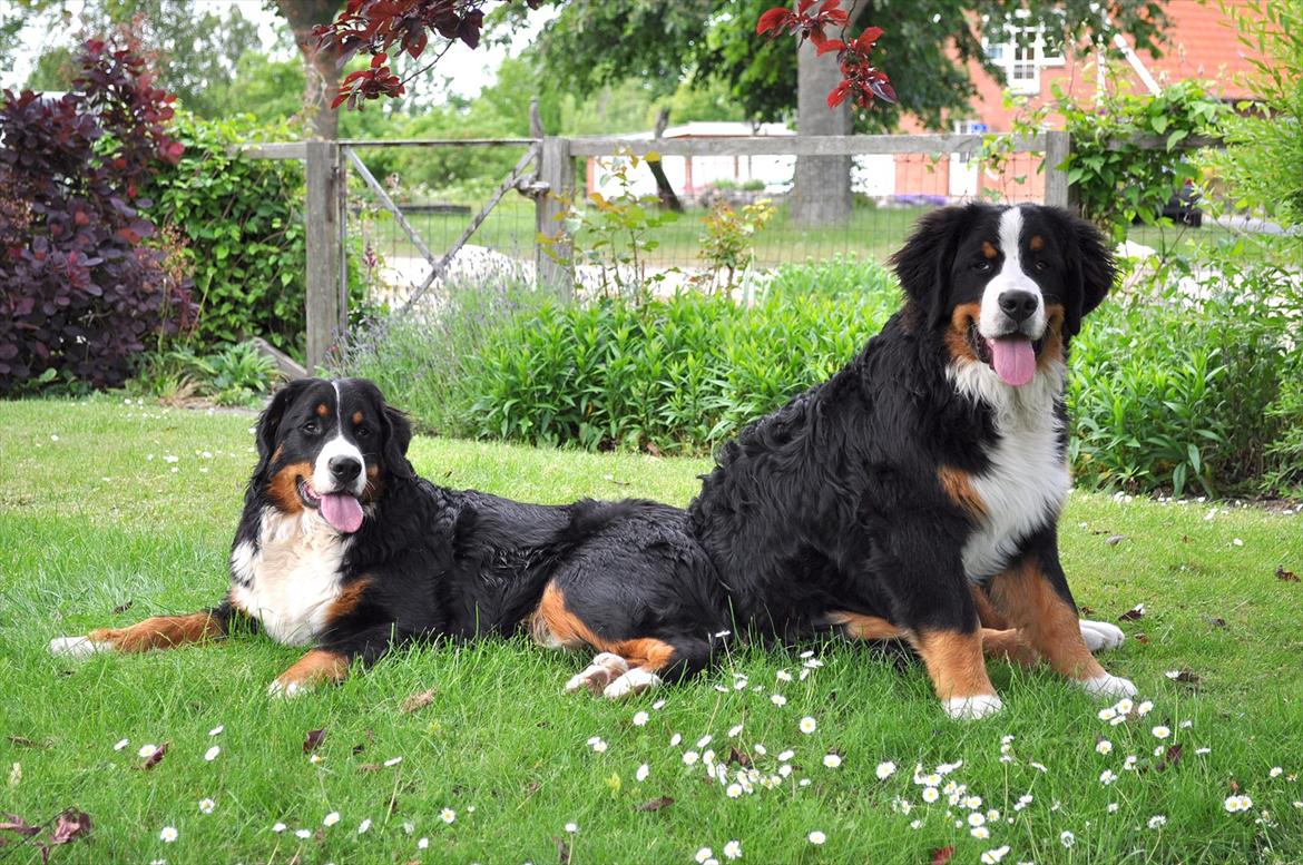 Berner sennenhund Sacko - En rolig stund i haven billede 11
