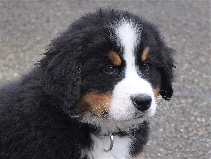 Berner sennenhund Sacko - Lige da han var kommet til Danmark, efter en højst tiltrængt tur i vaskebaljen dukkede denne lille smukke dreng frem... billede 19