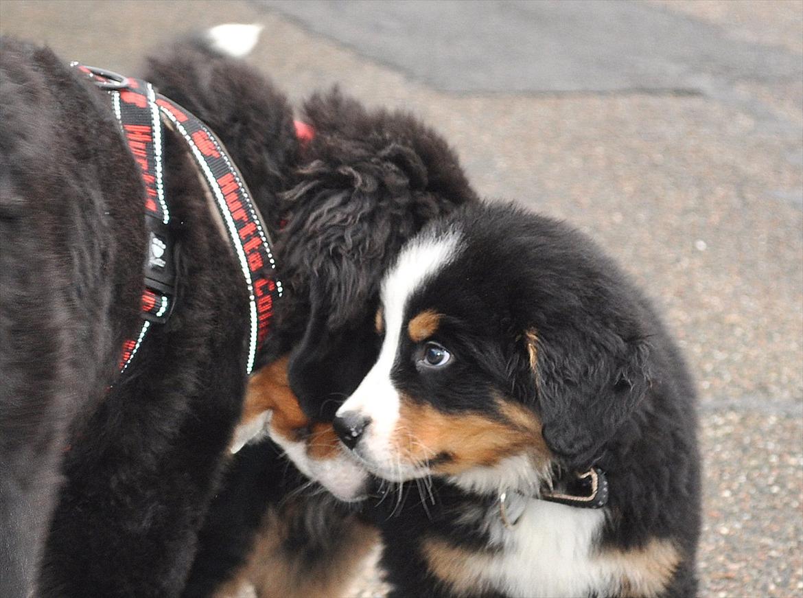 Berner sennenhund Sacko - Hejsa, hvem er du??? Din fremtidige storesøster, lillemand! billede 20