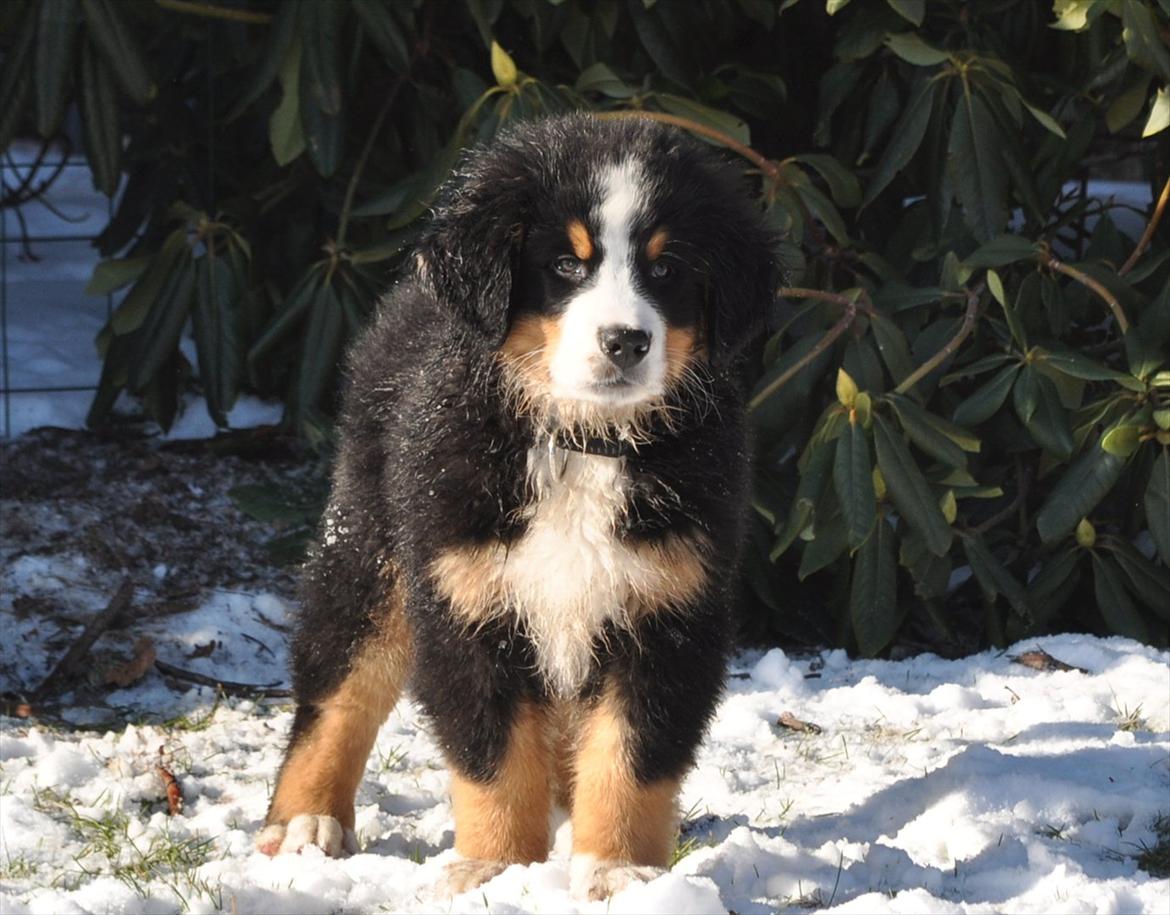 Berner sennenhund Sacko billede 17