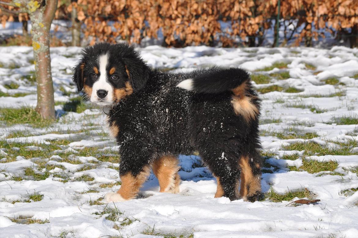 Berner sennenhund Sacko billede 18