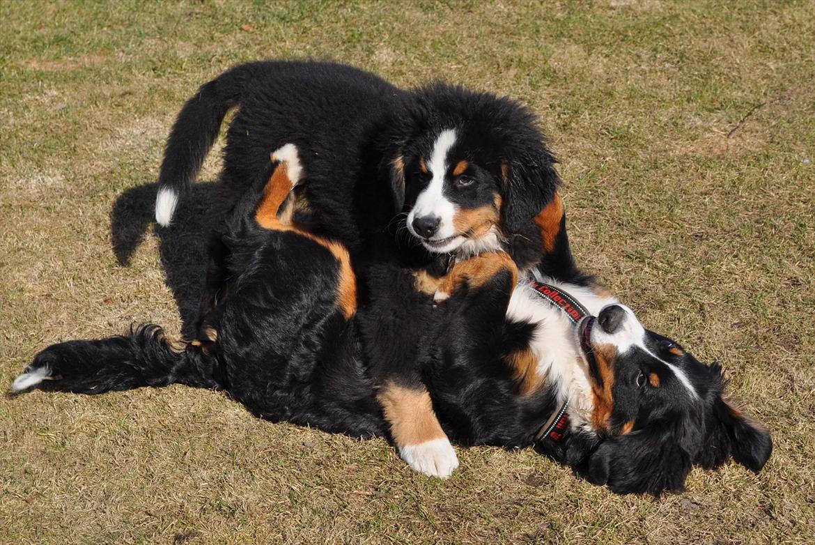 Berner sennenhund Sacko billede 16