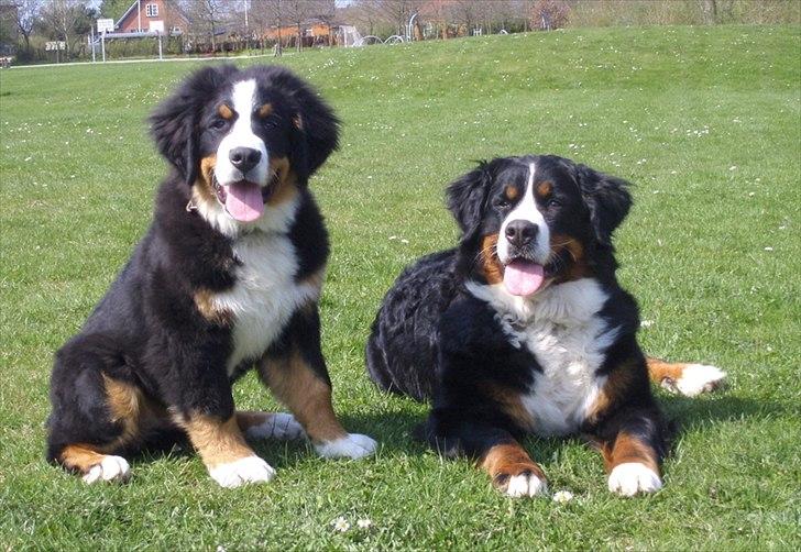 Berner sennenhund Sacko - Sammen med plejemor Shila billede 14