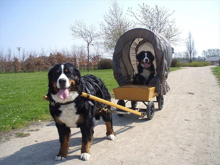 Berner sennenhund Sacko - Herren bliver transporteret ganske standsmæssigt, ikke!!! billede 15