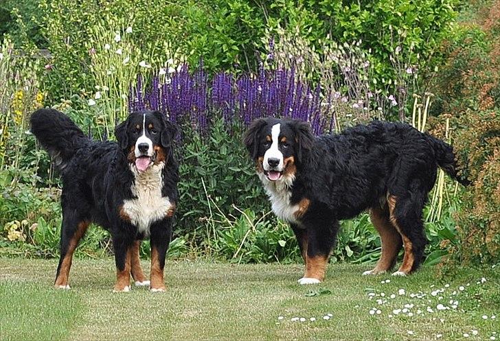 Berner sennenhund Sacko - Med "søster" Shiba, som han nu er vokset over hovedet. billede 13