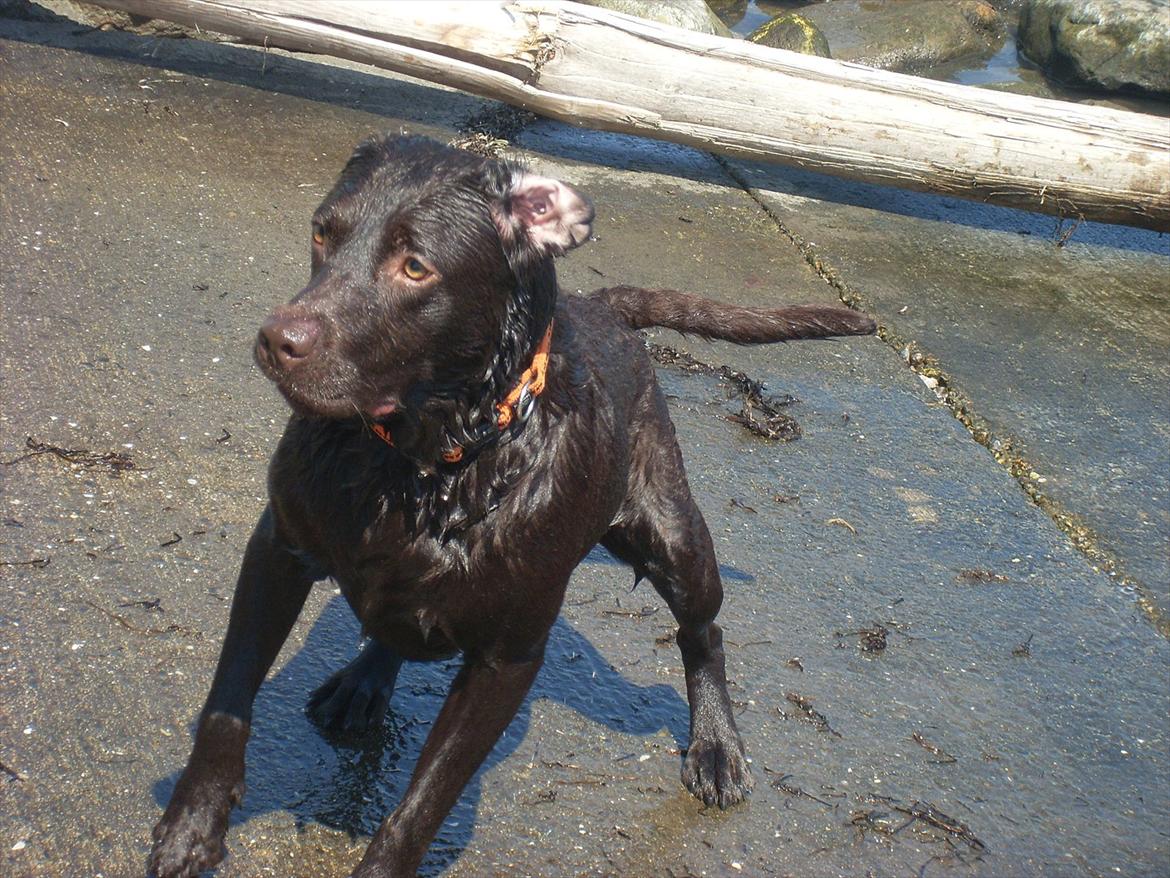 Labrador retriever sisqo - tur til lystbådehavnen billede 19