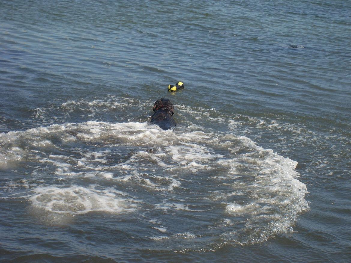 Labrador retriever sisqo - tur til lystbådehavnen billede 20