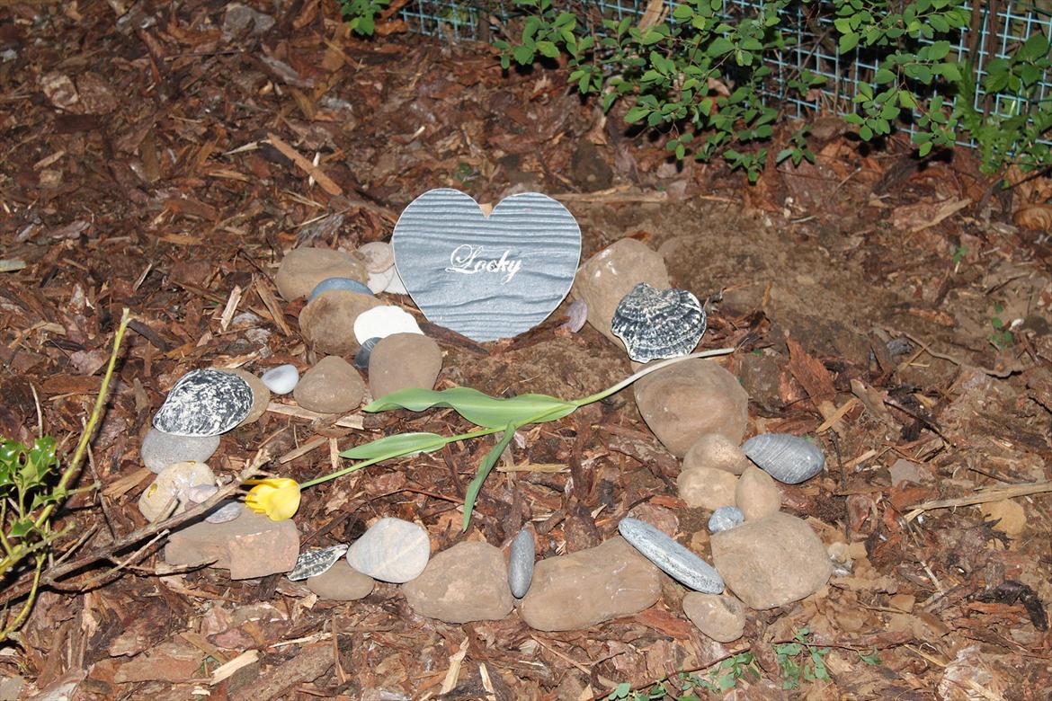 Blanding af racer Locky <3 r.i.p :'( - d. 26 april <3
 - glemmer dig aldrig !! billede 4