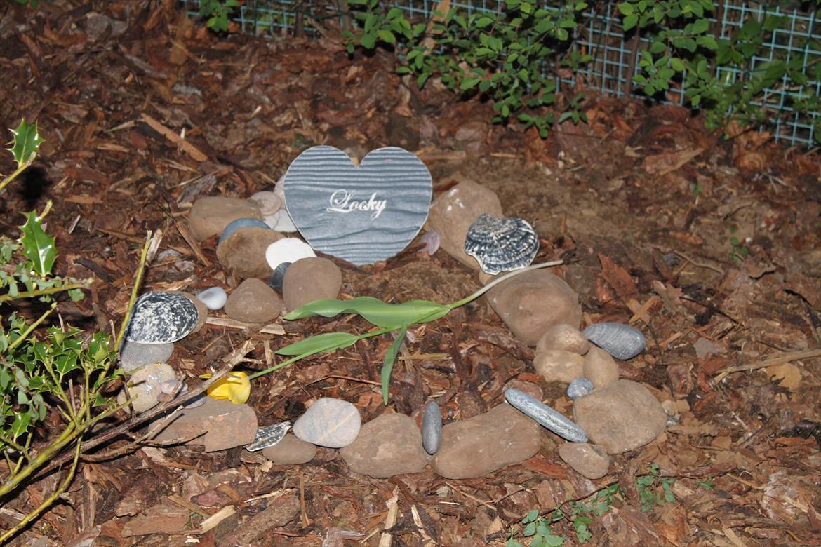 Blanding af racer Locky <3 r.i.p :'( - d. 26 april <3
 - glemmer dig aldrig !! billede 19