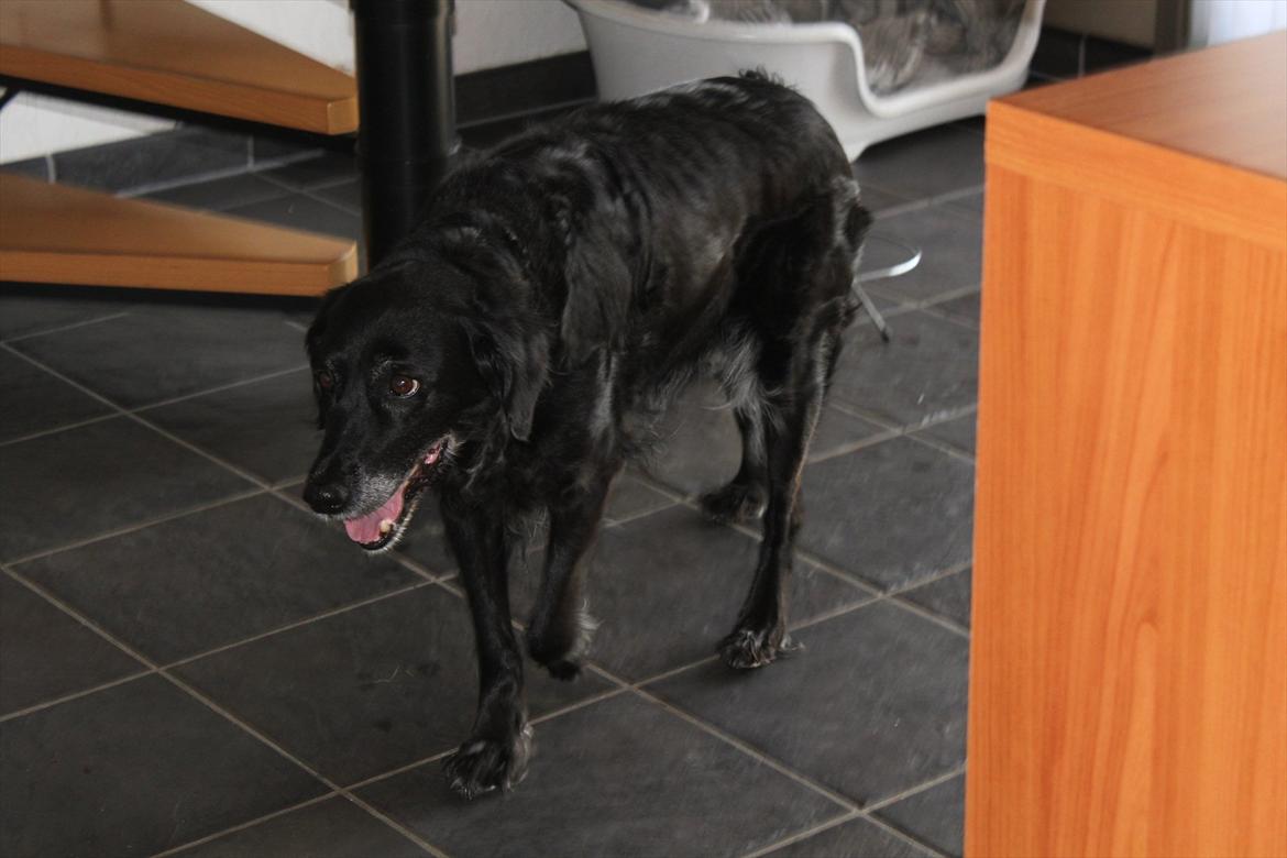 Blanding af racer Locky <3 r.i.p :'( - Taget ca. en halv time inden hun blev aflivet :'( billede 17