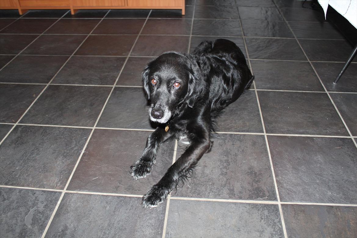 Blanding af racer Locky <3 r.i.p :'( - Taget cirka en halv time inden hun blev aflivet :'( billede 18