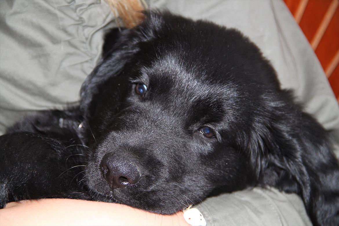 Hovawart Samson <3 - årh da vi lige havde fået ham :I  billede 11