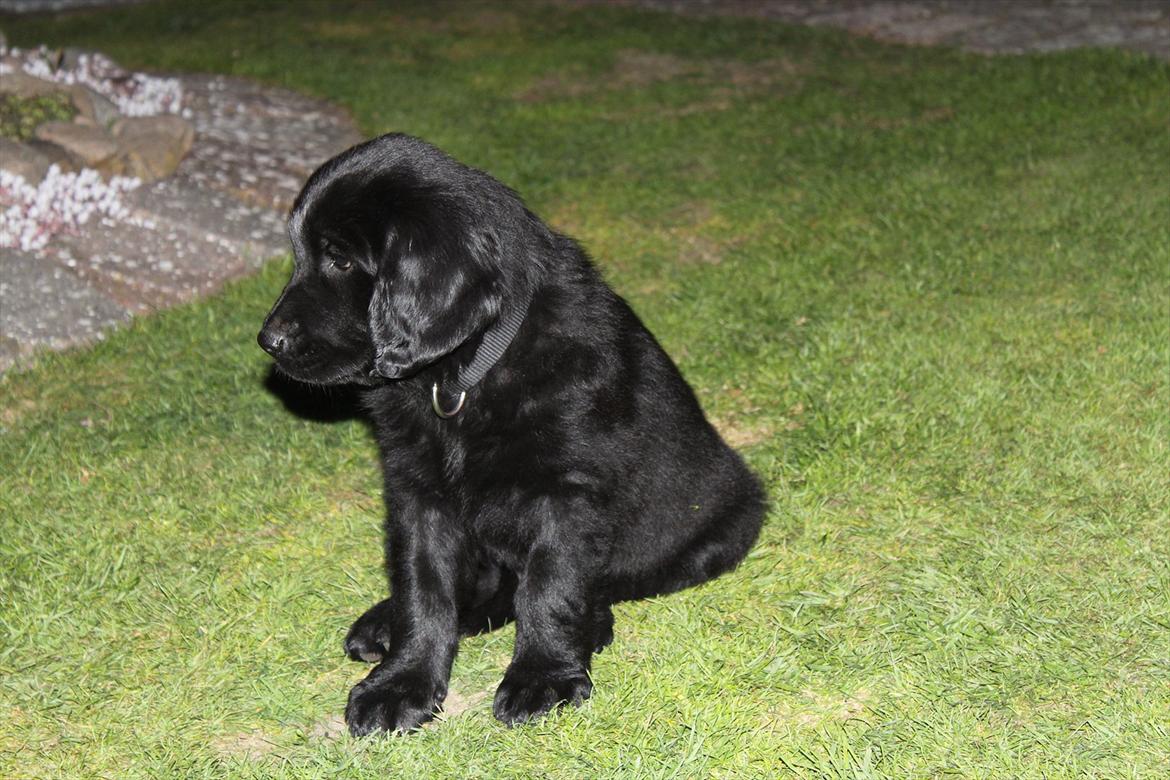 Hovawart Samson <3 - Den dag vi fik ham hjem <3 billede 12