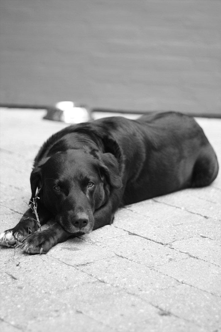 Blanding af racer Balloo billede 3