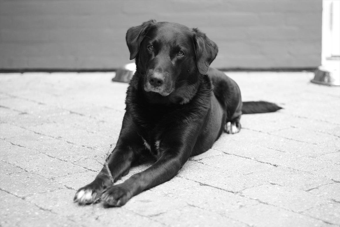 Blanding af racer Balloo billede 1